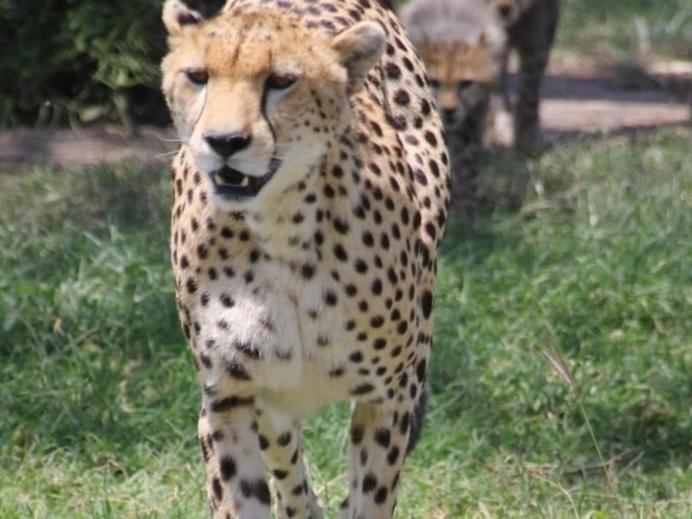 Maasai Mara Safari Camp In Kenya Bed & Breakfast Sekenani Exterior photo