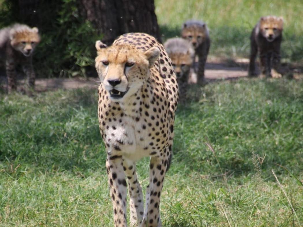 Maasai Mara Safari Camp In Kenya Bed & Breakfast Sekenani Exterior photo